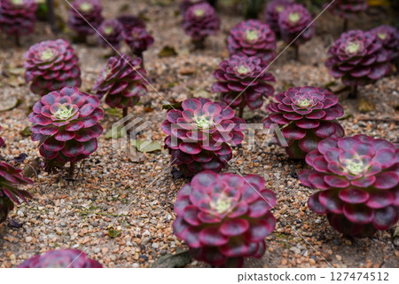 Close-up of Aeonium Mardi Gras with vivid pink, green and yellow rosettes, showing symmetry and texture of this hybrid succulent. Close-up of Aeonium Mardi Gras with vivid pink, green and yellow rosettes, showing symmetry and texture of this hybrid succulent. 127474512