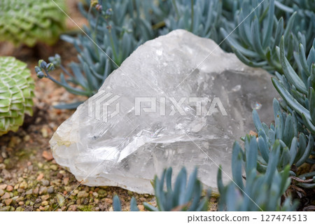 Clear quartz crystal lying on gravel soil among succulents in a rock garden. Natural mineral texture with shiny translucent surface and cracks. Clear quartz crystal lying on gravel soil among succulents in a rock garden. Natural mineral texture with shiny translucent surface and cracks. 127474513