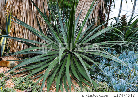 Yucca filamentosa plant with sharp green leaves and decorative white filaments. Hardy desert plant in arid garden landscape 127474518
