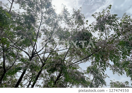 Chinaberry tree with clusters of fragrant lilac flowers and lush green foliage, a symbol of spring's beauty. 127474550