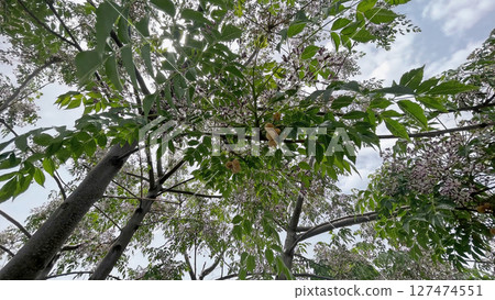 Chinaberry tree with clusters of fragrant lilac flowers and lush green foliage, a symbol of spring's beauty. Chinaberry tree with clusters of fragrant lilac flowers and lush green foliage, a symbol of spring's beauty. 127474551
