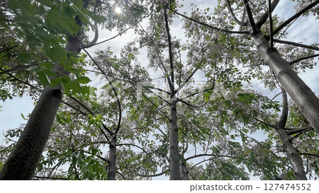 Chinaberry tree with clusters of fragrant lilac flowers and lush green foliage, a symbol of spring's beauty. Chinaberry tree with clusters of fragrant lilac flowers and lush green foliage, a symbol of spring's beauty. 127474552