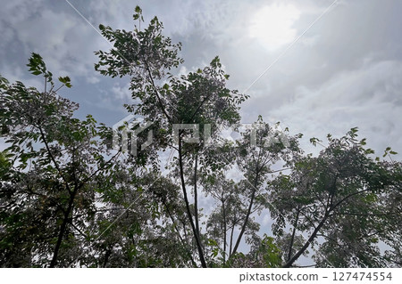 Chinaberry tree with clusters of fragrant lilac flowers and lush green foliage, a symbol of spring's beauty. Chinaberry tree with clusters of fragrant lilac flowers and lush green foliage, a symbol of spring's beauty. 127474554