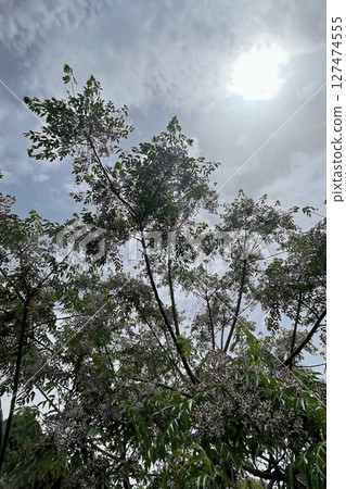 Chinaberry tree with clusters of fragrant lilac flowers and lush green foliage, a symbol of spring's beauty. Chinaberry tree with clusters of fragrant lilac flowers and lush green foliage, a symbol of spring's beauty. 127474555