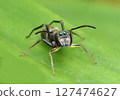 Myrmarachne 127474627