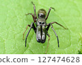 Myrmarachne 127474628