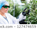 A skilled worker carefully analyzes and trims cannabis buds in a well-lit cultivation area. 127474659