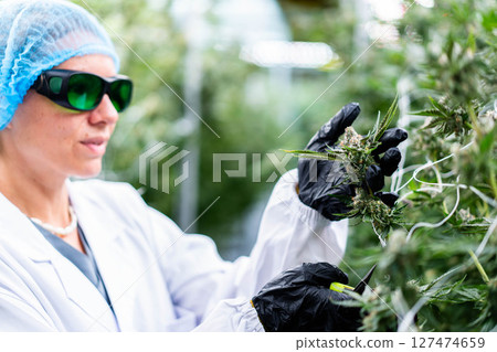 A skilled worker carefully analyzes and trims cannabis buds in a well-lit cultivation area. 127474659