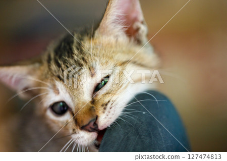 Playful kitten biting object with narrowed eyes 127474813