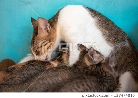 Mother cat licking kittens while nursing on floor Mother cat licking kittens while nursing on floor 127474816