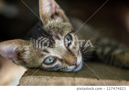 Sad kitten lying on wooden plank under shelter debris Sad kitten lying on wooden plank under shelter debris 127474821