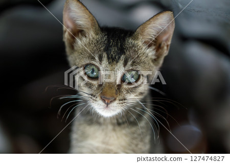 Front portrait of stray kitten with sad eyes under metal roof 127474827