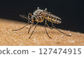 An enlarged picture of a mosquito sucking blood 127474915