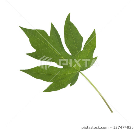 Fresh Green Papaya Leaf Isolated on White Background Fresh Green Papaya Leaf Isolated on White Background 127474923