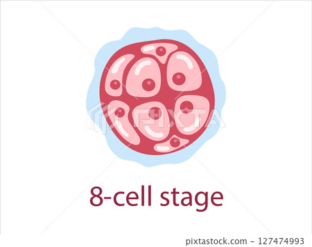 embryo, vector, reproductive 127474993