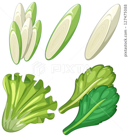Fresh Green Vegetables Vector Illustration Set 127475088