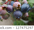 blueberry fruit blueberry fruit 127475297
