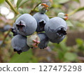blueberry fruit blueberry fruit tree fruit 127475298