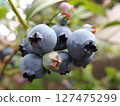 blueberry fruit blueberry fruit fruit tree fruit 127475299