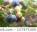 blueberry fruit blueberry fruit tree fruit 127475300