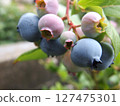 blueberry fruit blueberry fruit tree fruit 127475301
