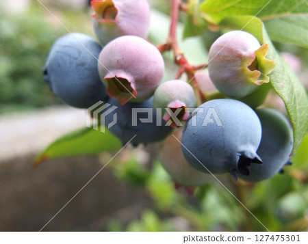 blueberry fruit blueberry fruit tree fruit blueberry fruit blueberry fruit tree fruit 127475301