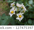 Potato flower, vegetable flower, potato, home garden 127475397