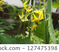 Cherry tomato flower, Cherry tomato, Home garden 127475398