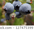 blueberry fruit blueberry fruit tree fruit 127475399