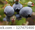 blueberry fruit blueberry fruit tree fruit 127475400