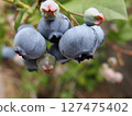 blueberry fruit blueberry fruit tree fruit 127475402