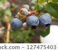 blueberry fruit blueberry fruit 127475403