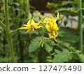 Cherry tomato flower, vegetable flower, kitchen garden 127475490