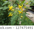 Cherry tomato flowers, home garden, vegetable flowers 127475491