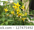 Cherry tomato flower, vegetable flower, kitchen garden 127475492