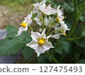 Potato flowers, vegetable flowers, home garden 127475493