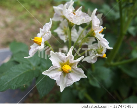 馬鈴薯花、蔬菜花、家庭花園 馬鈴薯花、蔬菜花、家庭花園 127475493