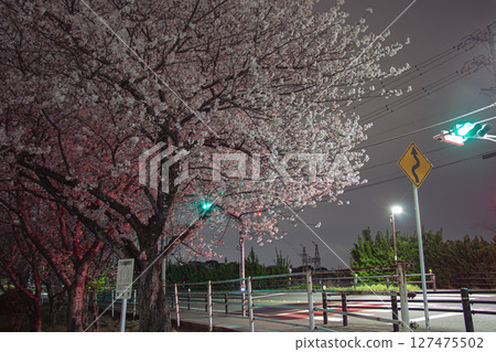 Japanese cherry at night 127475502