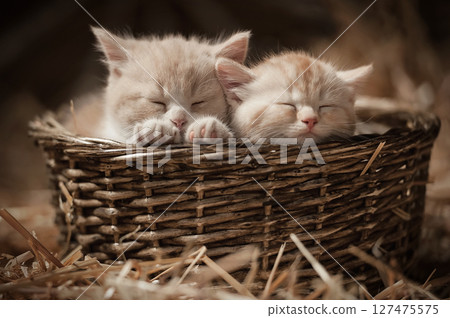 Kittens in a basket Kittens in a basket 127475575