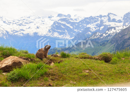 Alpine marmot (Marmota marmota) in the Swiss Alps 127475605