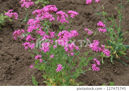 春天花園裡盛開的蟋蟀粉紅色花朵 127475745
