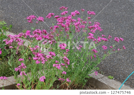 春天花園裡盛開的蟋蟀粉紅色花朵 春天花園裡盛開的蟋蟀粉紅色花朵 127475746