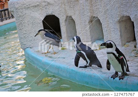 夜鷺與開普企鵝融為一體③ 127475767