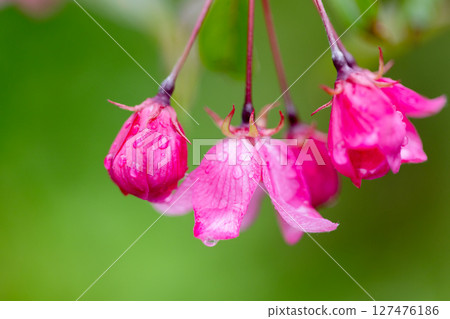 Vibrant pink flowers with delicate dew drops, captured in a close-up Vibrant pink flowers with delicate dew drops, captured in a close-up 127476186