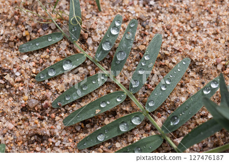 Green leaves with delicate water droplets resting on sandy terrain Green leaves with delicate water droplets resting on sandy terrain 127476187