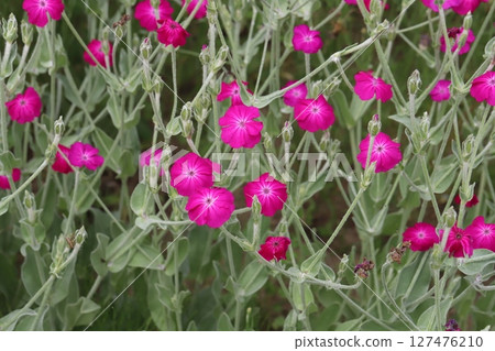 春天花園裡盛開的粉紅色水仙花 春天花園裡盛開的粉紅色水仙花 127476210