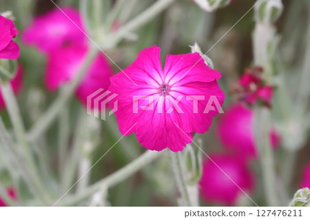 春天花園裡盛開的粉紅色水仙花 127476211