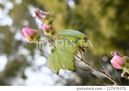 Flower bud Flower bud 127476378
