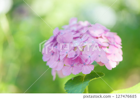 粉紅色繡球花在陽光下閃閃發光－溫柔的初夏景象 127476685