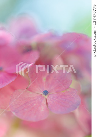 粉紅色繡球花在陽光下閃閃發光－溫柔的初夏景象 127476779